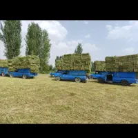 یونجه کاه لوبیا