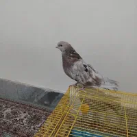 کبوتر سرور|پرنده|ملایر, |دیوار