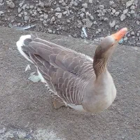 تخم غاز|حیوانات مزرعه|رشت, استقامت ۲|دیوار