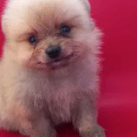 توله سگ|سگ|وحیدیه, |دیوار