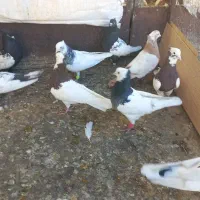 کبوتر پرنده|پرنده|قزوین, |دیوار