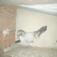 کبوتر گم شده|حیوانات|کردکوی, |دیوار