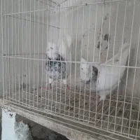 چند جفت طوقی یه جفت زاغ آبادانی یه جفت سرخ|پرنده|شاهین‌شهر, گرگاب|دیوار