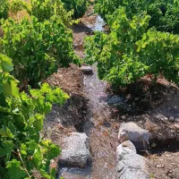 باغ فروشی|فروش دفتر صنعتی، کشاورزی، تجاری|زرنه, |دیوار