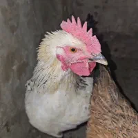 خروس ۷ماهه