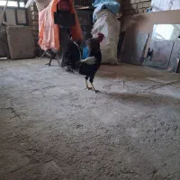 خروس