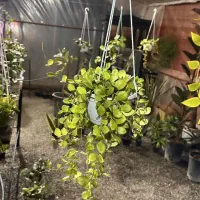 گل آپارتمانی هویا