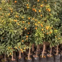 نهال کامکاوات سه ساله میوه دار