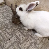 خرگوش کاملا سالم وبازیگوش|موش و خرگوش|ارومیه, |دیوار