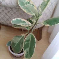گل فیکوس پلنگی