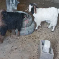 فروش بزغاله|حیوانات مزرعه|گلپایگان, |دیوار