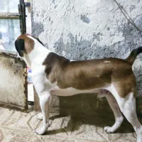 مهربون و تک شناس|سگ|مشهد, نوده|دیوار