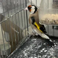 جوجه سهره برج ۲