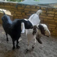 بز پاکستانی چند قلو زا ۲۰۰