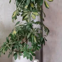 گل شلفرا
