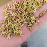 چلتوک عنبر بو شوشتر