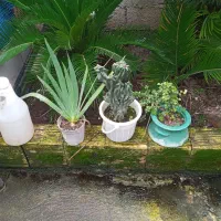 فروش فوری گل وگیاه|گل و گیاه طبیعی|بندر انزلی, نامجو|دیوار