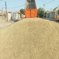 جو محلی