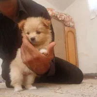 سگ پامر