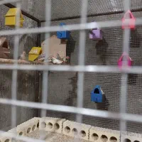 فنچ شکلاتی سیلور|پرنده|هندیجان, |دیوار
