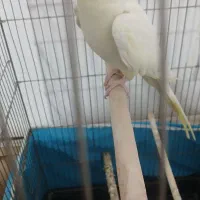 طوطی عروس هلندی سخنگو