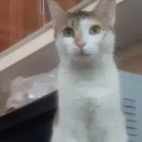 گربه ملوس
