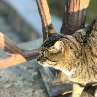 خواهان کار در منزل