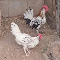 خروس|حیوانات مزرعه|زرند, |دیوار
