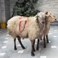 گوسفندبشرط گوشت جگرسالم بره ۳۰کیلوبه بالازنده