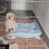 سگ مینیاتوری پودل مالتیز|سگ|فردوسیه, |دیوار