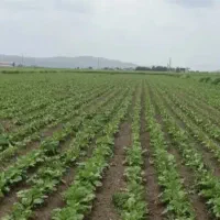 سرکارگر کشاورزی