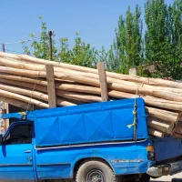 خرید و فروش چوب سقفی و درخت سنوبر میوه و ضایعات