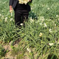 فروش گل نرگس