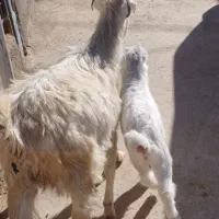 بز با بزغاله خرج خوره|حیوانات مزرعه|قزوین, |دیوار