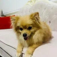 واگذاری سگ پامر سایز -0-