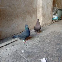 کفتر تافته ای نرماده شهری زرد نر|پرنده|شیراز, نیستان|دیوار