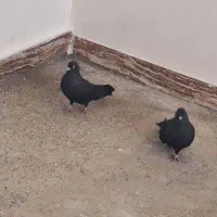 کبوتر|پرنده|کشاورز, |دیوار