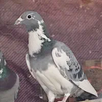 کبوتر ابلغ|پرنده|هامون, |دیوار