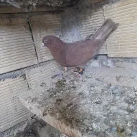 نر قرمزی چشم نوک سفید ،