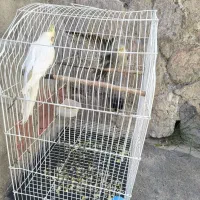 فروش عروس هلندی|پرنده|مراغه, |دیوار