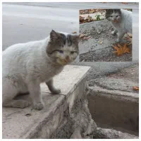 گربه خانگی و دست آموز در محله ماپیدا شده