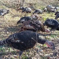 بوقلمون|پرنده|مشگین شهر, |دیوار