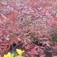 ناندینا سطل 10|گل و گیاه طبیعی|کلاچای, |دیوار