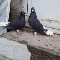 زاغ دم سفید