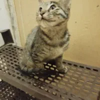واگذاری بچه گربه نر 4 ماهه