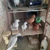 جوجه کفتر کبوتر