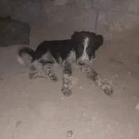 سگ نر قدریجونی