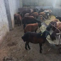 بره ماده افشار وترکی سبک|حیوانات مزرعه|مرودشت, ده بید|دیوار