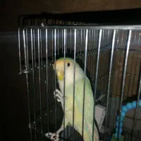 کوتوله رنگ فوق‌العاده خاص با تمام وسایل