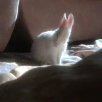 خرگوش اهلی|موش و خرگوش|مشهد, آزادشهر|دیوار